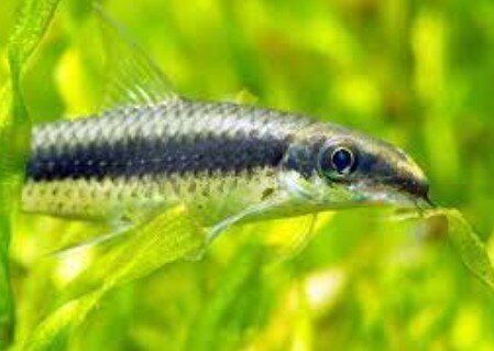 Siamese Algae Eater