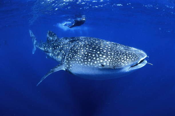 What are Earth's Top 8 Most Cute Sharks? 5 Cute Sharks