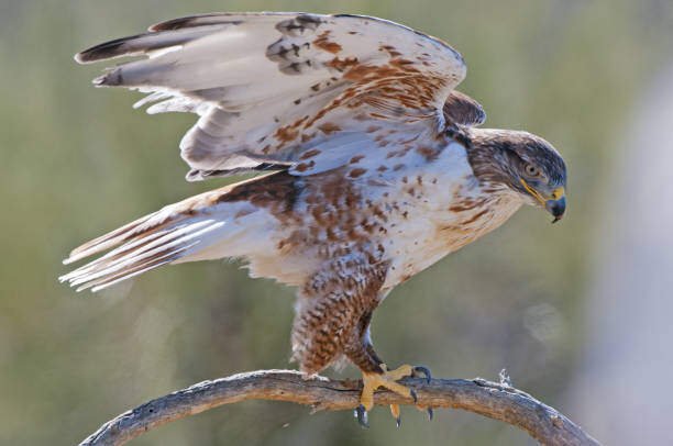 birds that eat snakes