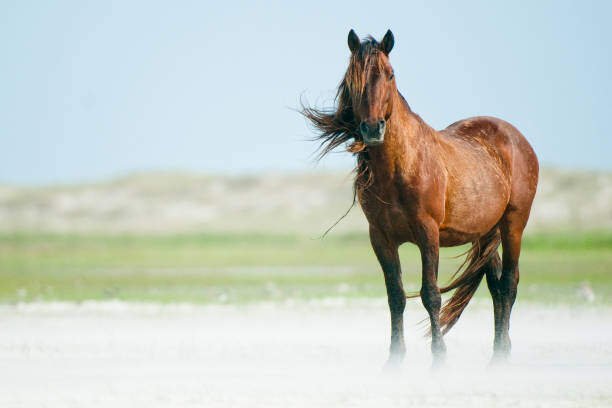 animals that eat grass