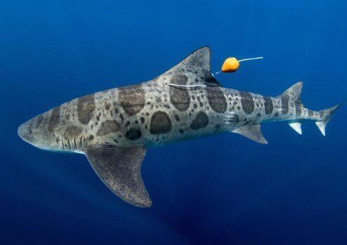 What are Earth's Top 8 Most Cute Sharks? 7 Cute Sharks