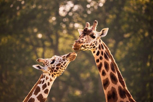 can giraffes climb trees?