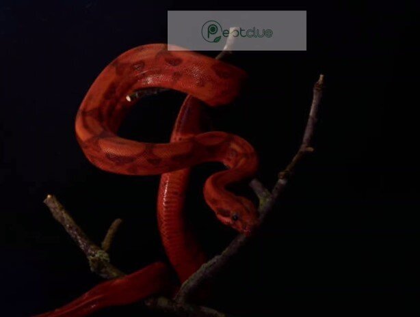 Blood Python