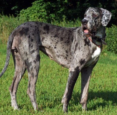 How I Take Care of My Merle Great Dane 3 Merle Great Dane