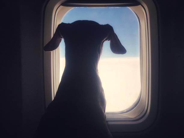 Best Ways to Travel with Your Pooch in Pawesome Comfort