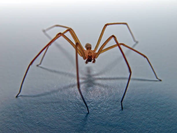 Arizona Spiders