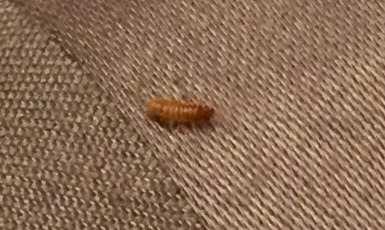 How To Get Rid Of Bed Worms