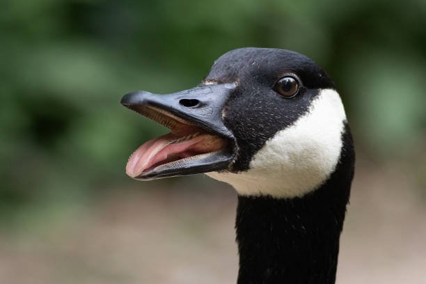 Goose Tongue