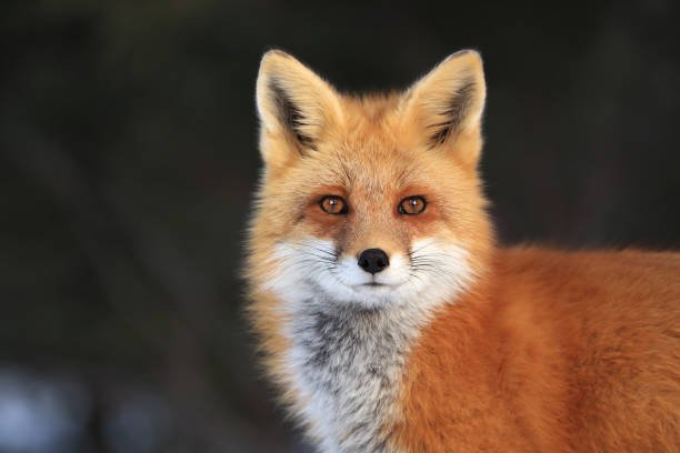 How To Attract Foxes To Your Yard