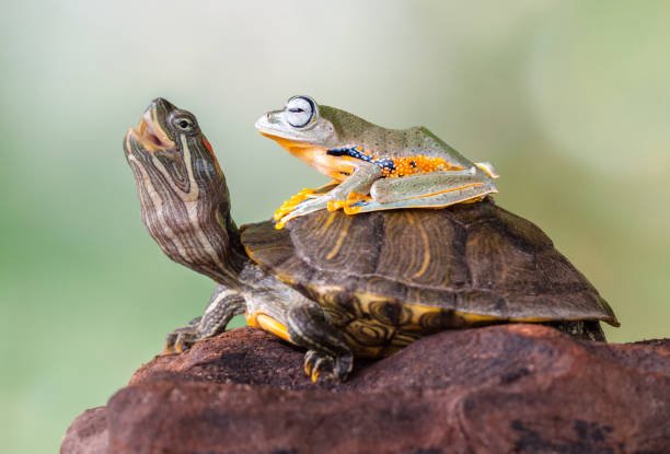 Turtle Frog