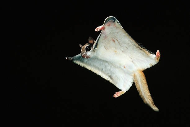 How To Get Rid Of Flying Squirrels