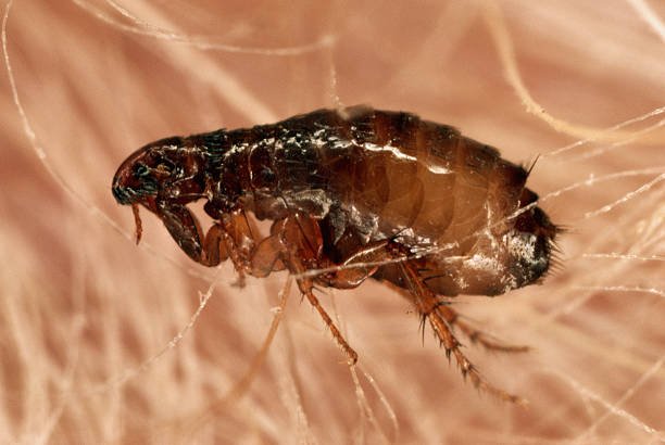 How To Break The Flea Life Cycle