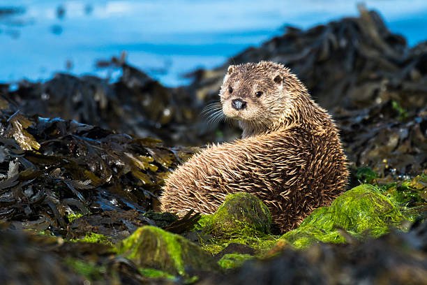 Do otters lay eggs?