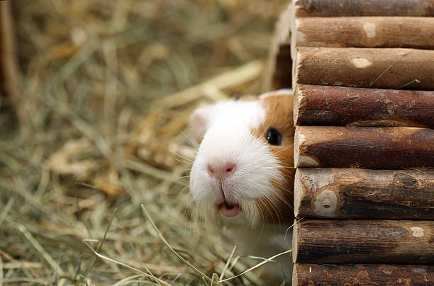 Do guinea pigs like to burrow?