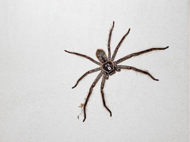 Arizona Spiders