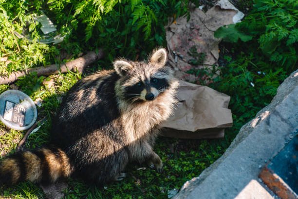 How To Catch A Raccoon Without A Trap 2 How To Catch A Raccoon Without A Trap