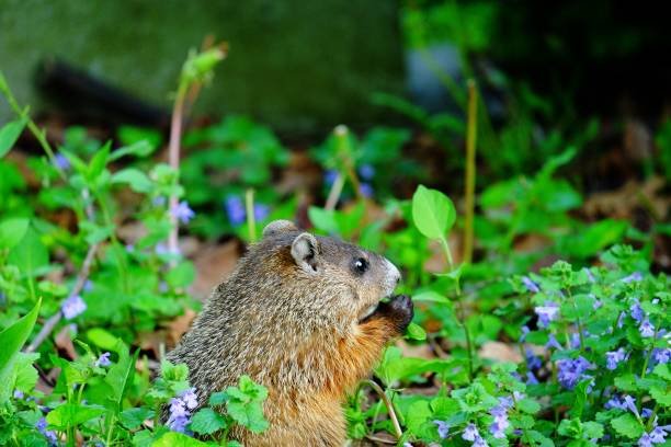 How To Catch A Groundhog With A Milk Jug