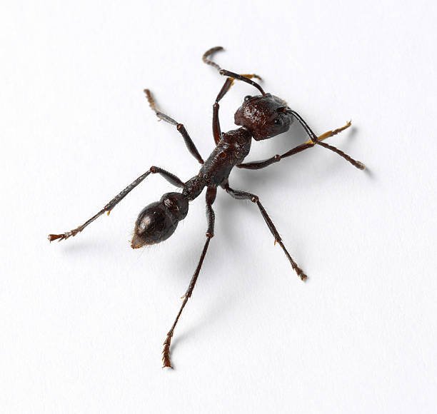 How To Get Rid Of Ants In Your Carpet 1 How To Get Rid Of Ants In Your Carpet