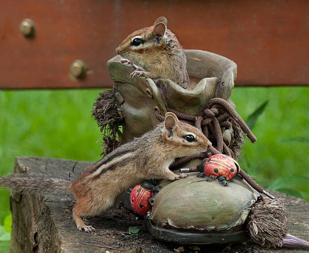 How To Attract Chipmunks: A Guide To Creating A Chipmunk-Friendly Yard 2 How To Attract Chipmunks