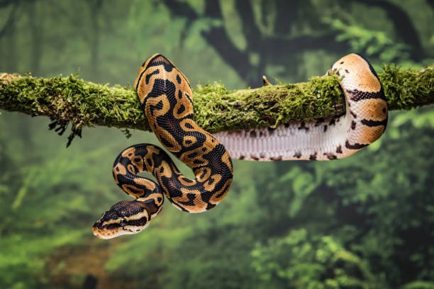 Is a Snake a Vertebrate or Invertebrate? 2 is a snakes a vertebrate or invertebrate?