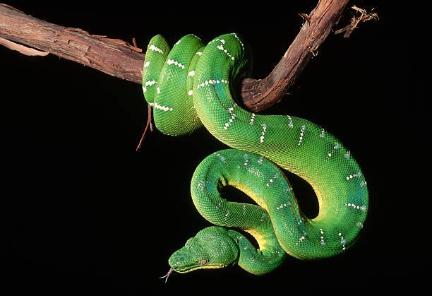 is a snakes a vertebrate or invertebrate?
