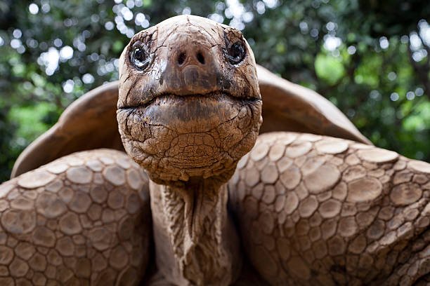 why do turtles cry?