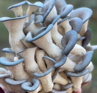 Blue Oyster Mushroom