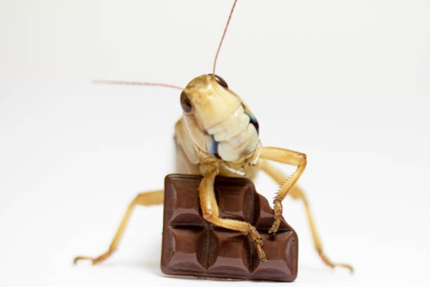 How To Catch Grasshoppers