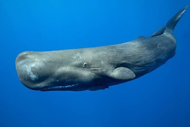 Why do sperm whales sleep vertically?