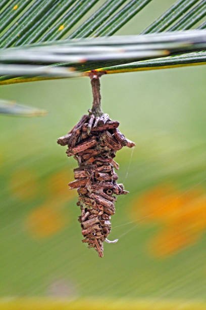 Bagworm Control