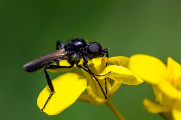 Black Fly Control