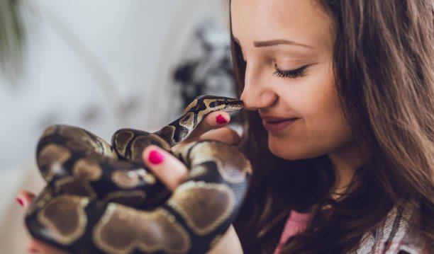 Caring for Your Boa Snake Pet
