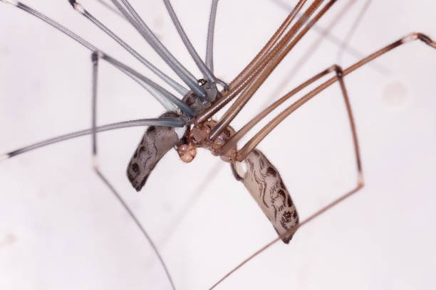Cellar Spider Control in 4 Effective Steps 1 Cellar Spider Control