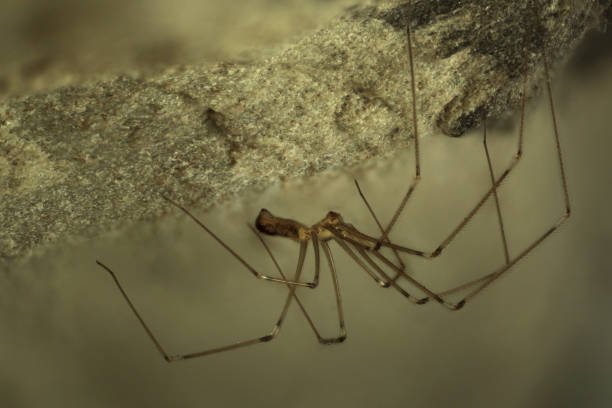 Cellar Spider Control