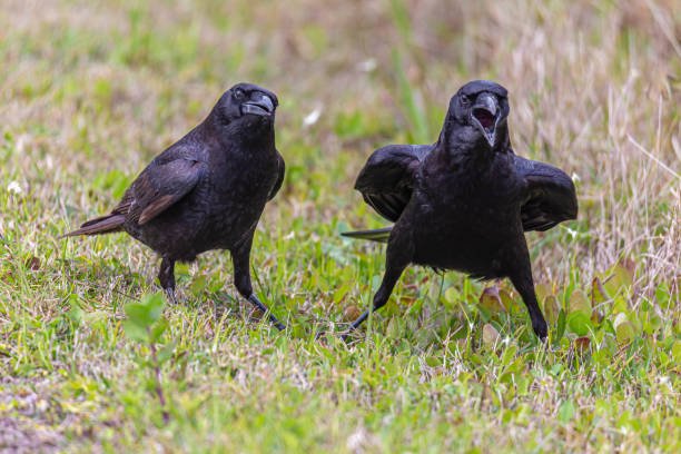 Crow Control