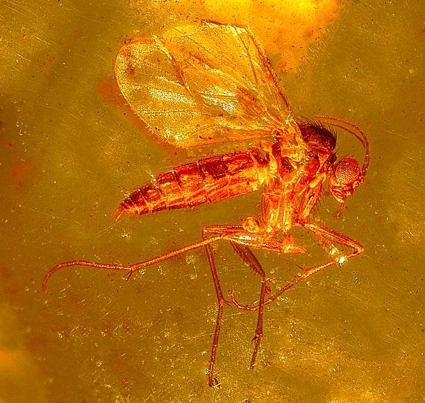 Fungus Gnat Control