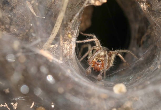 Funnelweb Spider Control