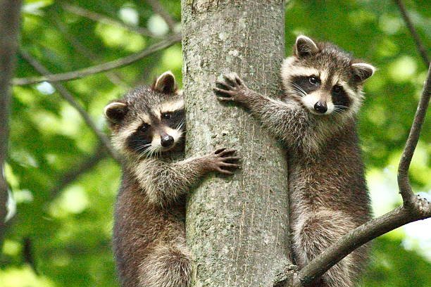 How Long Do Raccoons Live