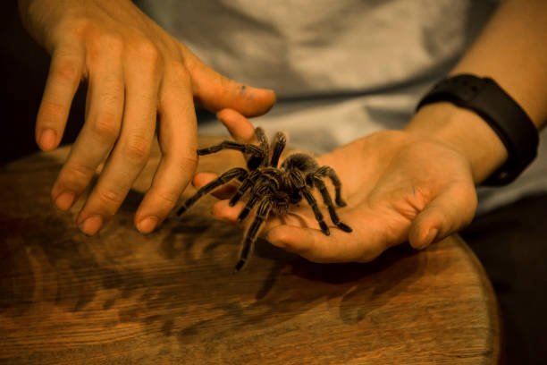 Tarantula Control