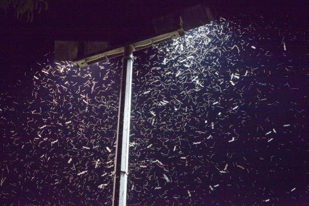 Why Are There So Many Moths