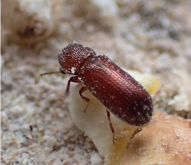 Grain Borer