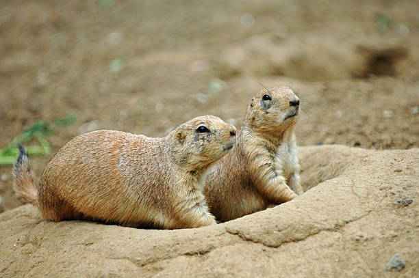How To Fill Groundhog Holes 2 How To Fill Groundhog Holes