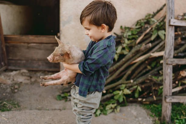 How To Catch A Piglet