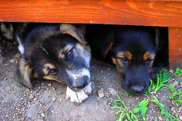 How To Get Rid Of Animals Under The House