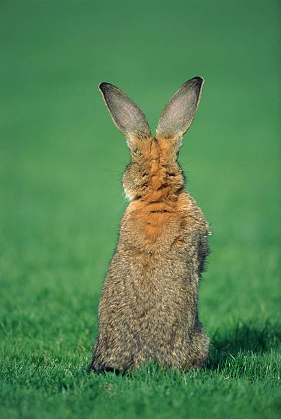 How To Get Rid Of Rabbit Poop In Yard