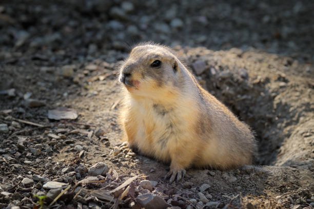 How To Fill Groundhog Holes