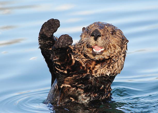 How To Trap Otters