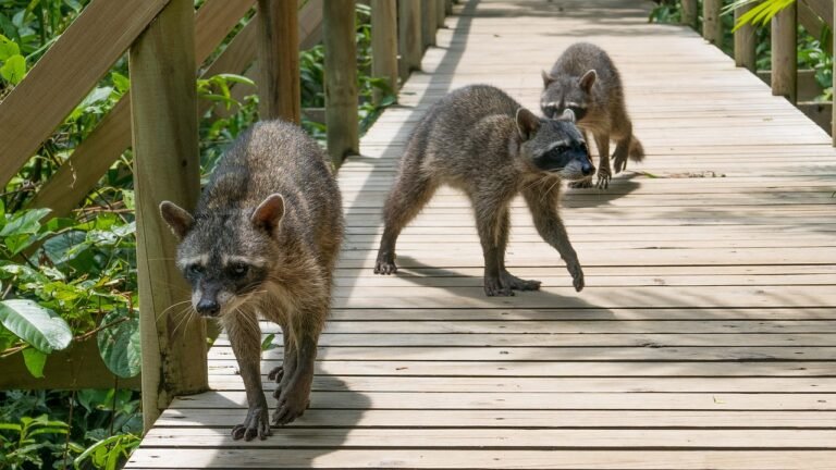 How To Get Rid Of Raccoons Under Your Deck
