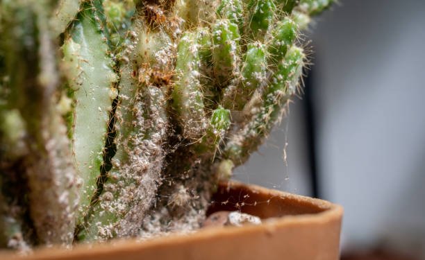 How To Get Rid Of Cactus Bugs