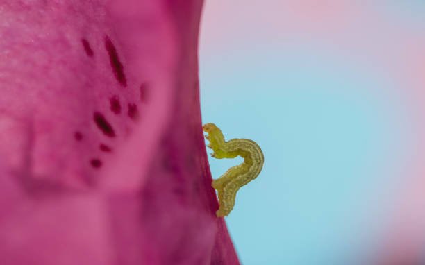 Budworm Control
